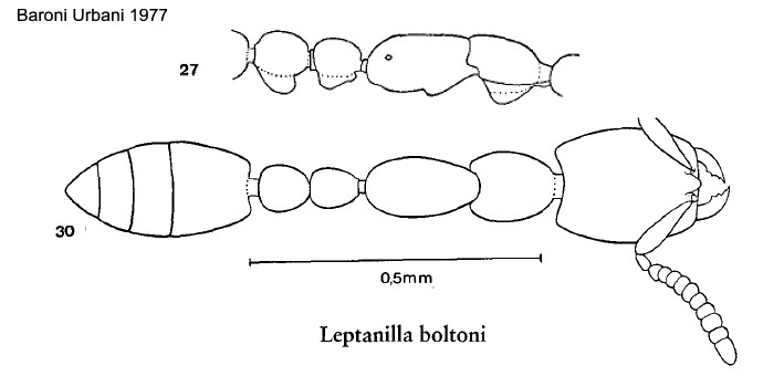 Leptanilla boltoni