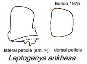 {Leptogenys ankhesa petiole}