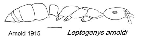 {Leptogenys arnoldi}