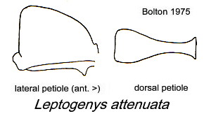 {Leptogenys attenuata}