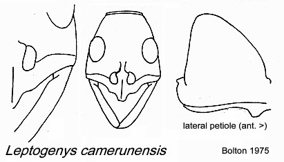 {Leptogenys camerunensis}