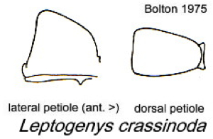 {Leptogenys crassinoda}