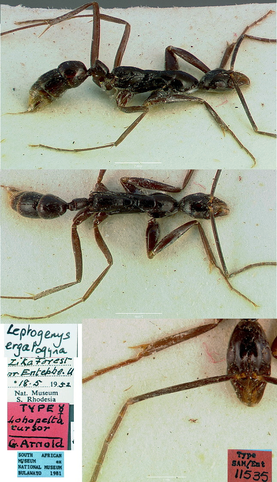 {Leptogenys ergatogyna worker}