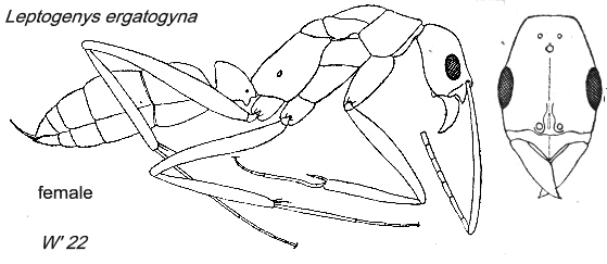 {Leptogenys ergatogyna}