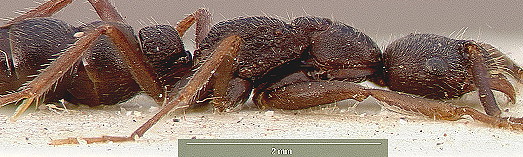 {Leptogenys furtiva}