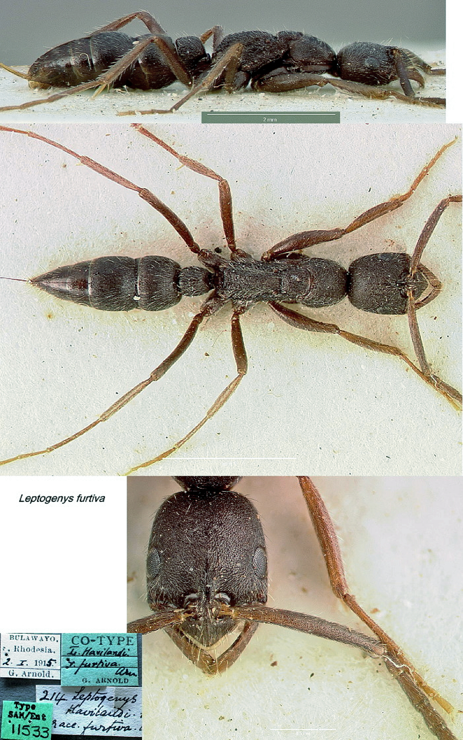 {Leptogenys furtiva}