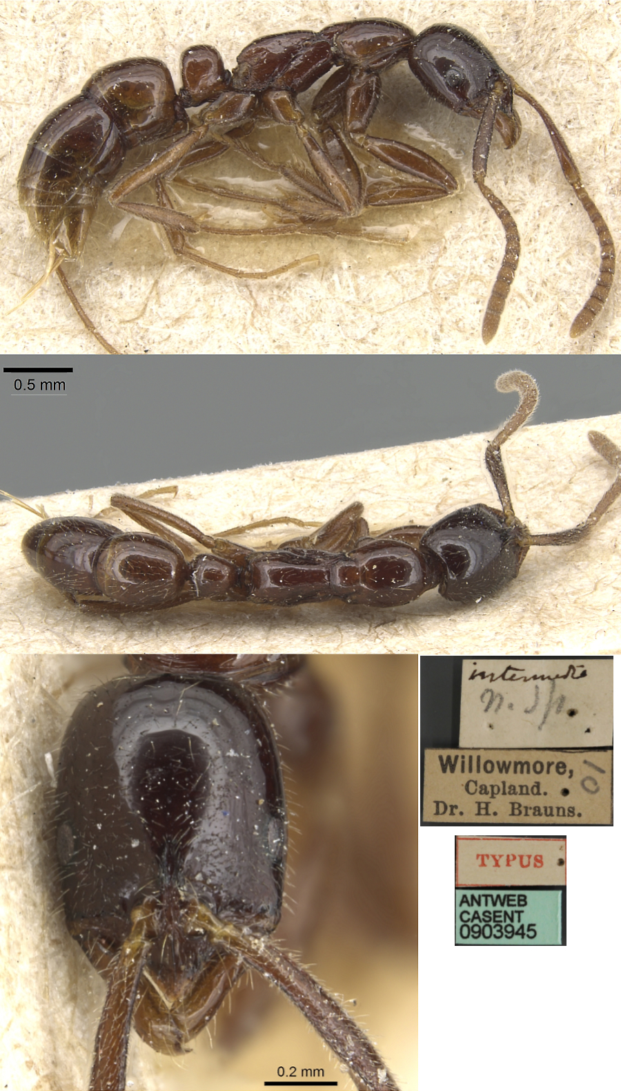 {Leptogenys intermedia}