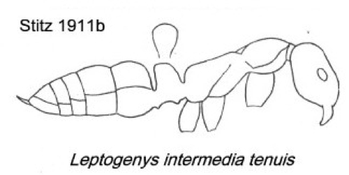 {Leptogenys intermedia tenuis}