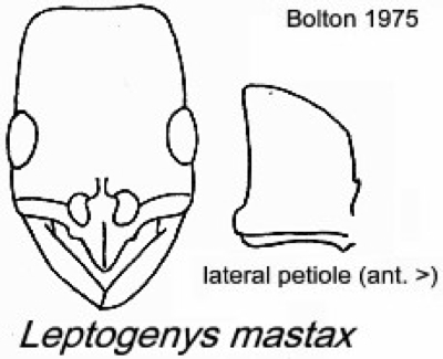 {Leptogenys mastax}