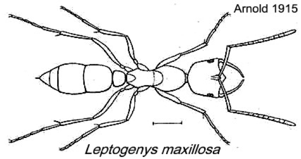 {Leptogenys maxillosa}