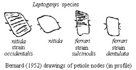 {Leptogenys comparisons}