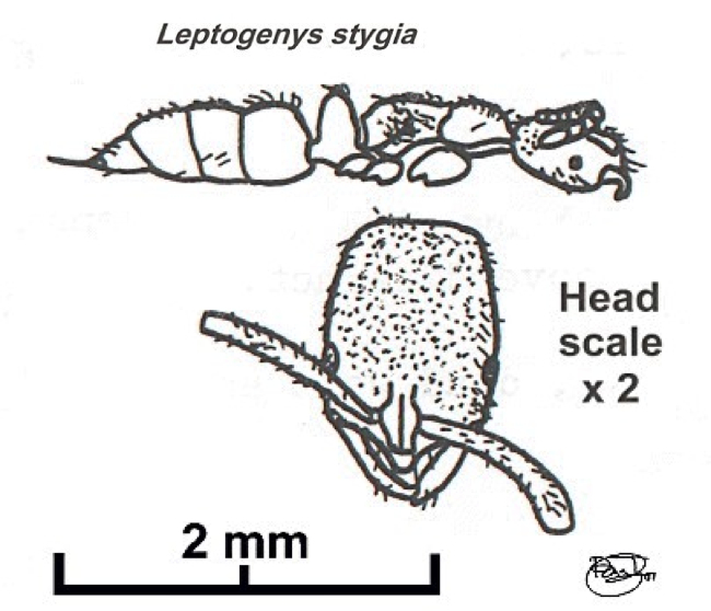 {Leptogenys stygia}