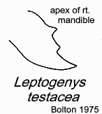 {Leptogenys testacea}