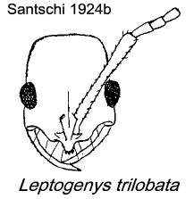 {Leptogenys trilobata}