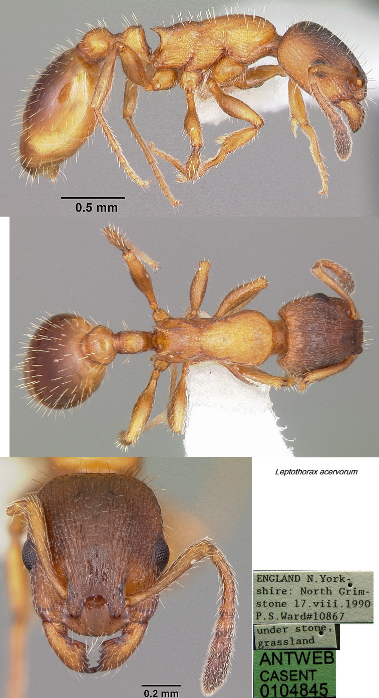 {Leptothorax acervorum}