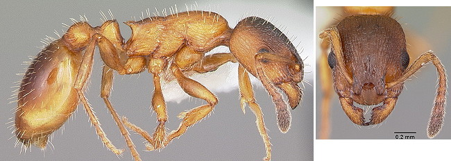 Leptothorax acervorum