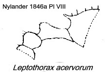 {Leptothorax acervorum}