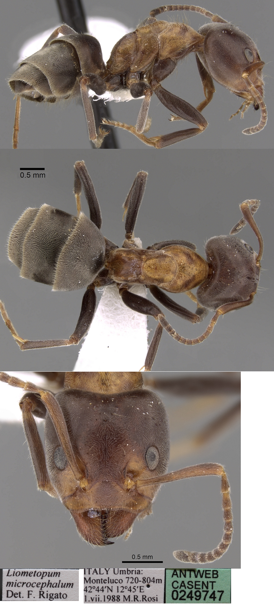 {Liometopum microcephalum worker}