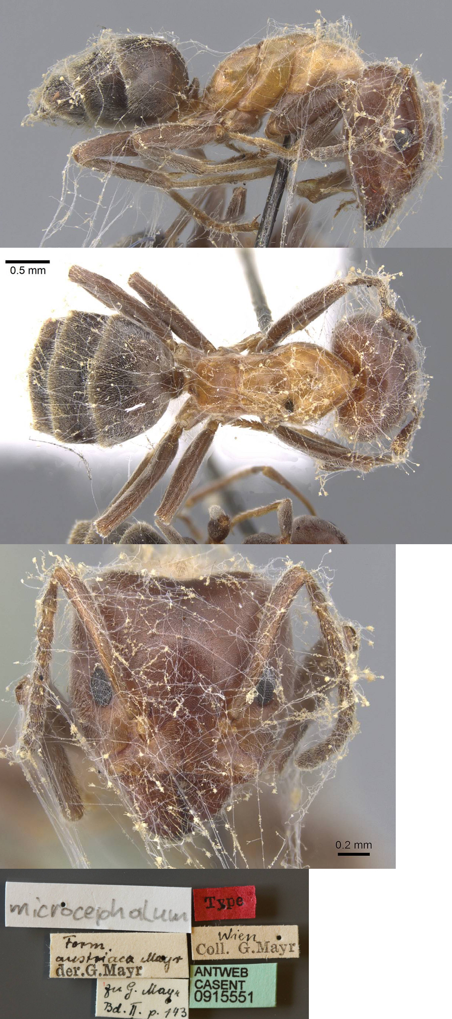 {Liometopum microcephalum worker}