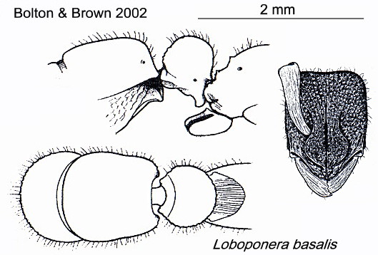 {Loboponera basalis}