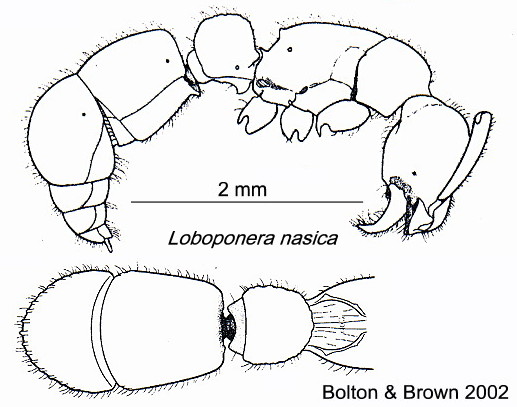 {Loboponera nasica}