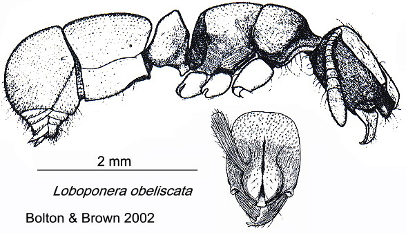 {Loboponera obeliscata}