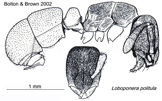 {Loboponera politula}