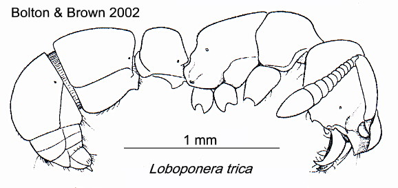 {Loboponera trica}