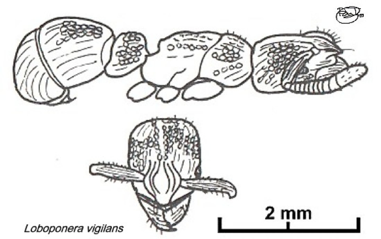 {Loboponera vigilans}