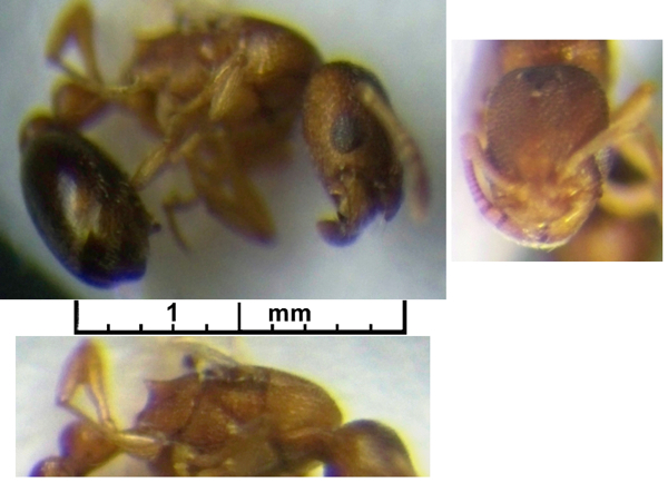 Cardiocondyla emeryi queen