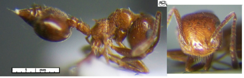 Crematogaster acaciae minor