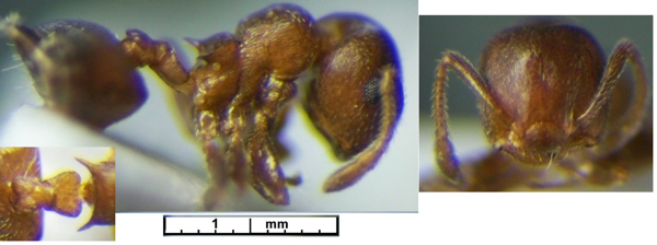 Crematogaster castanea