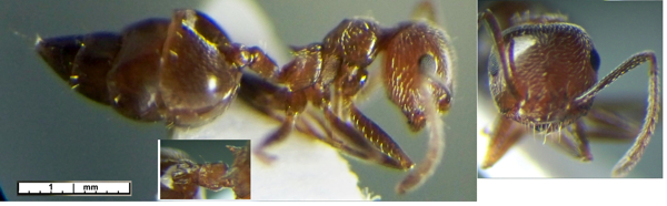 Crematogaster chiarinii cincta