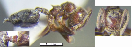 Crematogaster rivai minima