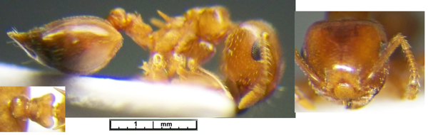 Crematogaster chlorotica