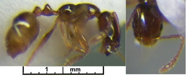 Monomorium manir