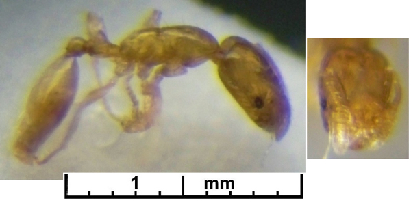 Monomorium mictilis