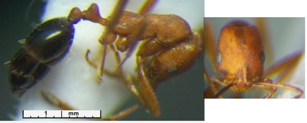 Monomorium niloticum