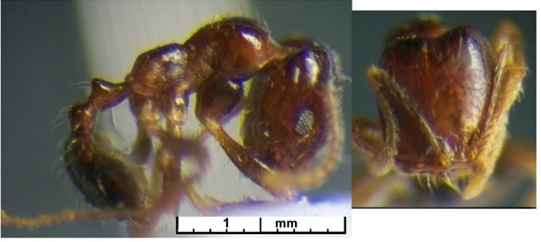 Monomorium robustior