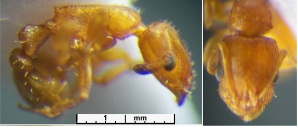 Nesomyrmex angulatus