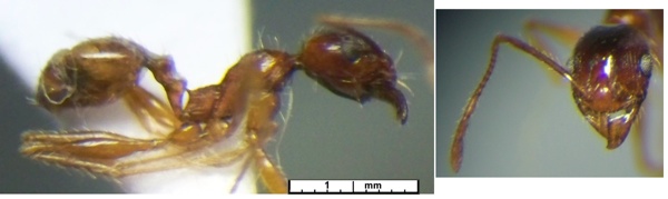 Pheidole escherichii minor