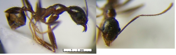 Pheidole rugaticeps minor