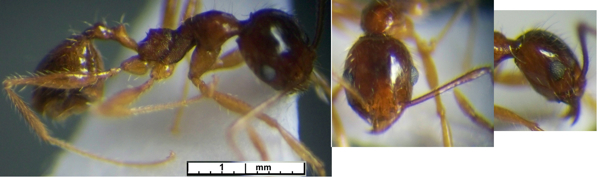 Pheidole saxicola minor