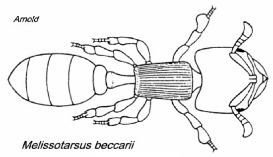 {Melissotarsus beccarii}