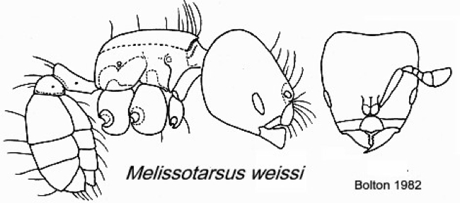 {Melissotarsus weissi}