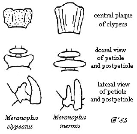 {Meranoplus clypeatus}