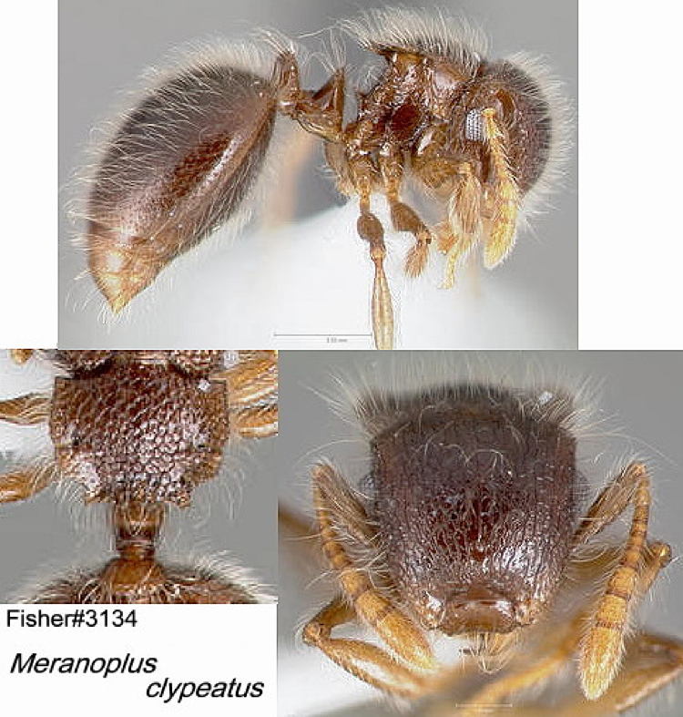 {Meranoplus clypeatus}