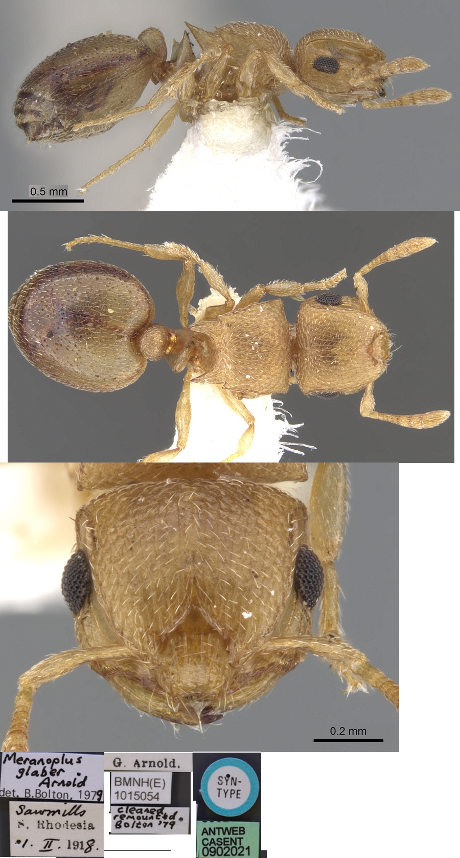 {Meranoplus clypeatus}