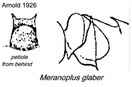 {Meranoplus glaber}