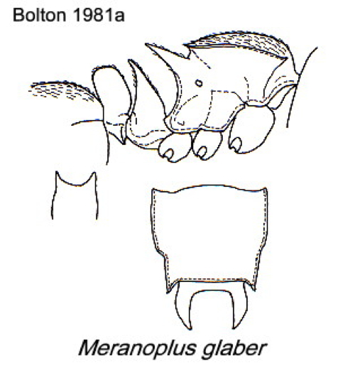 {Meranoplus glaber}